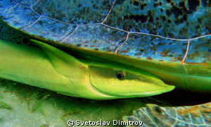 Ramora fish on its free jurney by Svetoslav Dimitrov 